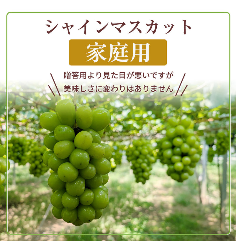 ぶどう 【つぶらぶどう園】 家庭用 シャインマスカット 2kg  栃木県栃木市