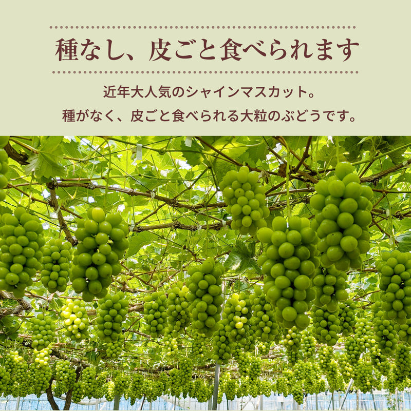 ぶどう 【つぶらぶどう園】 家庭用 シャインマスカット 2kg  栃木県栃木市