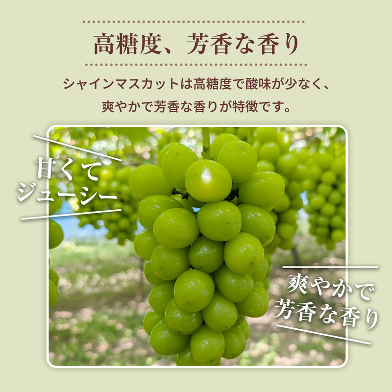 ぶどう 【つぶらぶどう園】 家庭用 シャインマスカット 2kg  栃木県栃木市