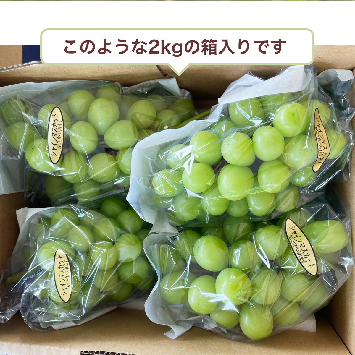 ぶどう 【つぶらぶどう園】 家庭用 シャインマスカット 2kg 栃木