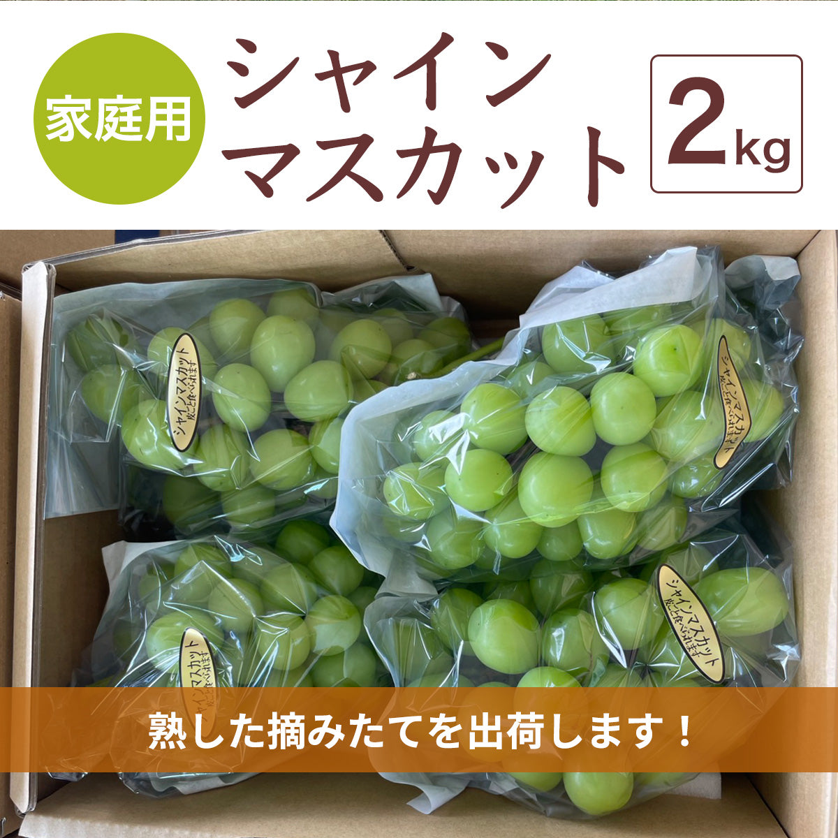 ぶどう 【つぶらぶどう園】 家庭用 シャインマスカット 2kg 栃木県栃木