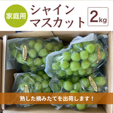 ぶどう 【つぶらぶどう園】 家庭用 シャインマスカット 2kg  栃木県栃木市