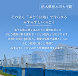 ぶどう 【つぶらぶどう園】 家庭用 詰合せ ぶどう色々 品種お任せ 2kg 栃木県栃木市