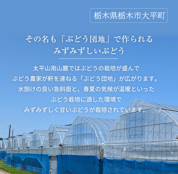 ぶどう 【つぶらぶどう園】 家庭用 詰合せ ぶどう色々 品種お任せ 2kg 栃木県栃木市