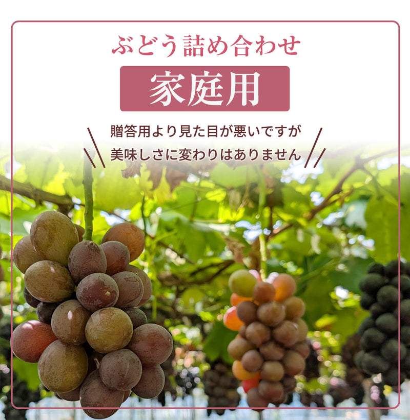 ぶどう 【つぶらぶどう園】 家庭用 詰合せ ぶどう色々 品種お任せ 2kg 栃木県栃木市
