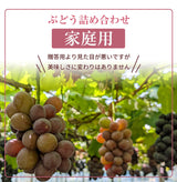 ぶどう 【つぶらぶどう園】 家庭用 詰合せ ぶどう色々 品種お任せ 3kg 栃木県栃木市