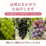ぶどう 【つぶらぶどう園】 家庭用 詰合せ ぶどう色々 品種お任せ 2kg 栃木県栃木市