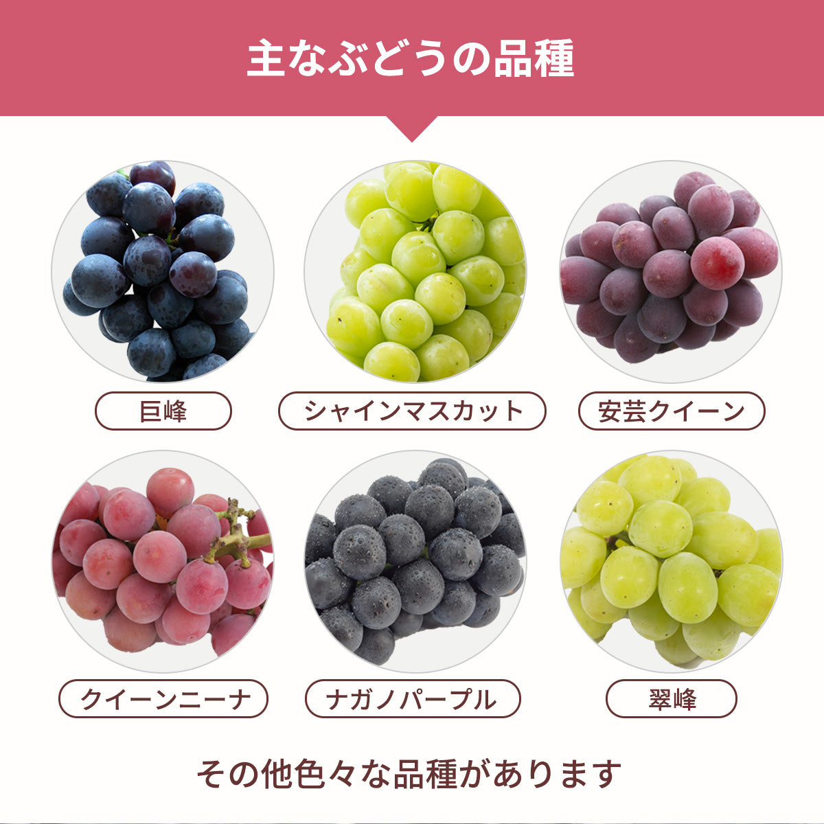 ぶどう 【つぶらぶどう園】 家庭用 詰合せ ぶどう色々 品種お任せ 2kg