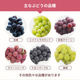 ぶどう 【つぶらぶどう園】 家庭用 詰合せ ぶどう色々 品種お任せ 2kg 栃木県栃木市