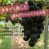 ぶどう 【つぶらぶどう園】 家庭用 詰合せ ぶどう色々 品種お任せ 3kg 栃木県栃木市