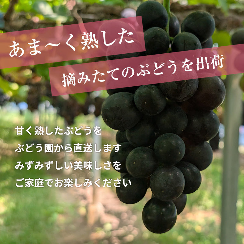 ぶどう 【つぶらぶどう園】 家庭用 詰合せ ぶどう色々 品種お任せ 2kg 栃木県栃木市
