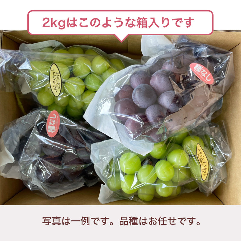 ぶどう 【つぶらぶどう園】 家庭用 詰合せ ぶどう色々 品種お任せ 2kg 栃木県栃木市
