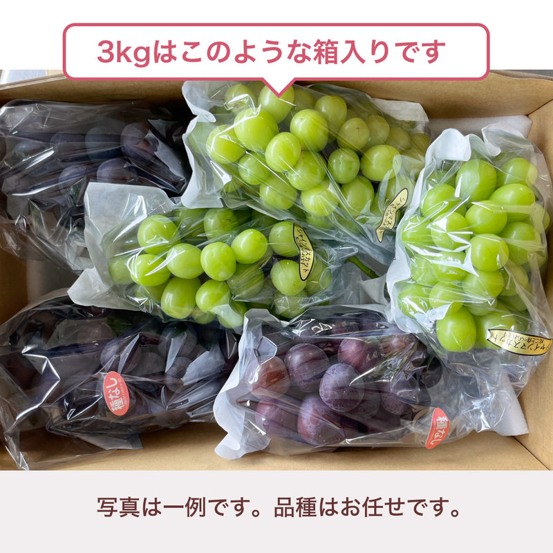 ぶどう 【つぶらぶどう園】 家庭用 詰合せ ぶどう色々 品種お任せ 3kg 栃木県栃木市