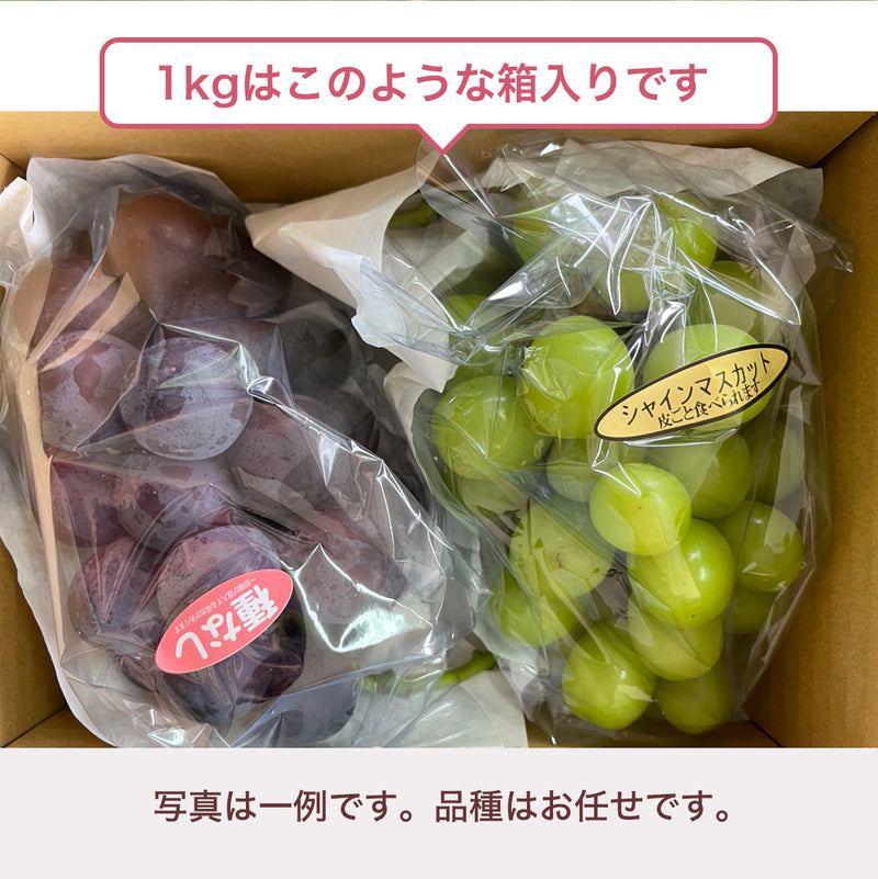 ぶどう 【つぶらぶどう園】 家庭用 詰合せ ぶどう色々 品種お任せ 1kg  栃木県栃木市