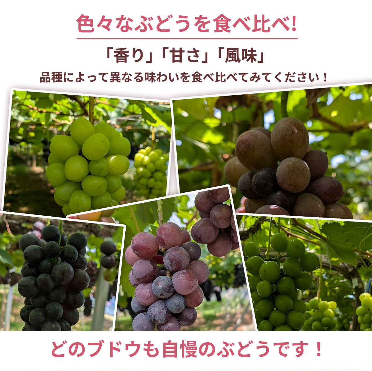 ぶどう 【つぶらぶどう園】 家庭用 詰合せ ぶどう色々 品種お任せ 3kg