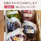 ぶどう 【内海ぶどう園】 葡萄 詰合せ 品種お任せ 2kg 3～6房 贈答用 栃木県栃木市