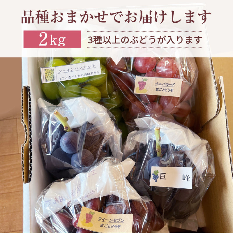 ぶどう 【内海ぶどう園】 葡萄 詰合せ 品種お任せ 2kg 3～6房 贈答用 栃木県栃木市