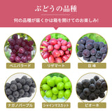ぶどう 【内海ぶどう園】 葡萄 詰合せ 品種お任せ 2kg 3～6房 贈答用 栃木県栃木市