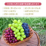 ぶどう 【内海ぶどう園】 葡萄 詰合せ 品種お任せ 2kg 3～6房 贈答用 栃木県栃木市