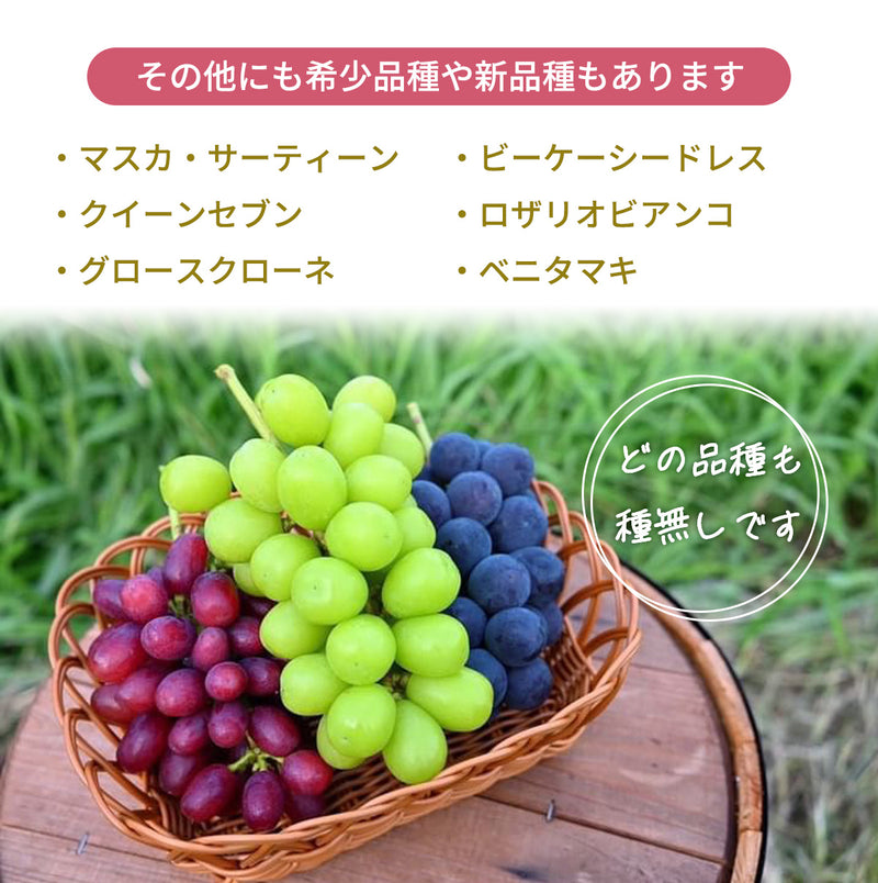 ぶどう 【内海ぶどう園】 葡萄 詰合せ 品種お任せ 2kg 3～6房 贈答用 栃木県栃木市