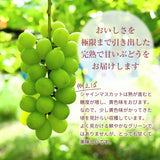 ぶどう 【内海ぶどう園】 葡萄 詰合せ 品種お任せ 2kg 3～6房 贈答用 栃木県栃木市