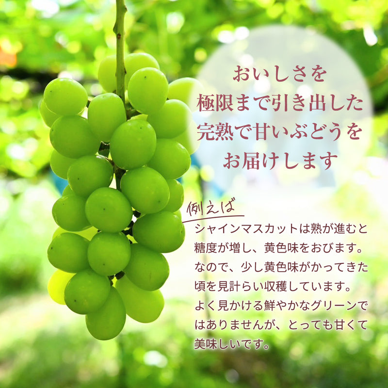 ぶどう 【内海ぶどう園】 葡萄 詰合せ 品種お任せ 2kg 3～6房 贈答用 栃木県栃木市
