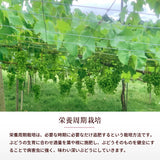 ぶどう 【内海ぶどう園】 葡萄 詰合せ 品種お任せ 2kg 3～6房 贈答用 栃木県栃木市