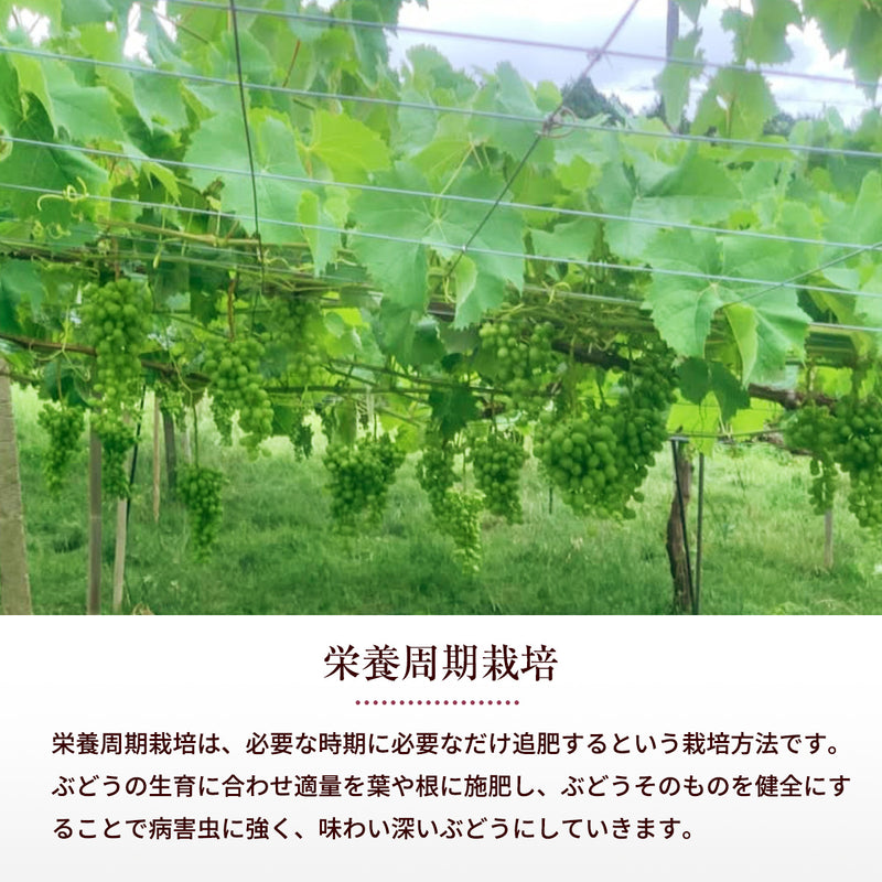 ぶどう 【内海ぶどう園】 葡萄 詰合せ 品種お任せ 2kg 3～6房 贈答用 栃木県栃木市