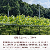 ぶどう 【内海ぶどう園】 葡萄 詰合せ 品種お任せ 2kg 3～6房 贈答用 栃木県栃木市