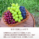 ぶどう 【内海ぶどう園】 葡萄 詰合せ 品種お任せ 2kg 3～6房 贈答用 栃木県栃木市