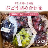 ぶどう 【内海ぶどう園】 葡萄 詰合せ 品種お任せ 2kg 3～6房 贈答用 栃木県栃木市
