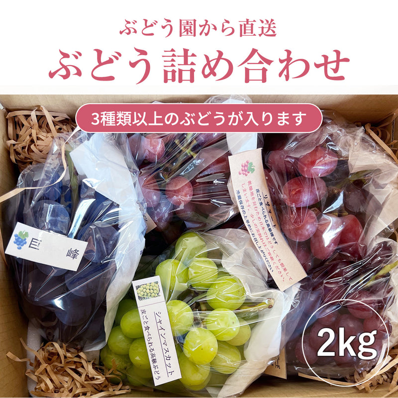 ぶどう 【内海ぶどう園】 葡萄 詰合せ 品種お任せ 2kg 3～6房 贈答用 栃木県栃木市