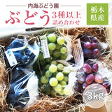 ぶどう 【内海ぶどう園】 葡萄 詰合せ 品種お任せ 3kg 6～10房 贈答用 栃木県栃木市