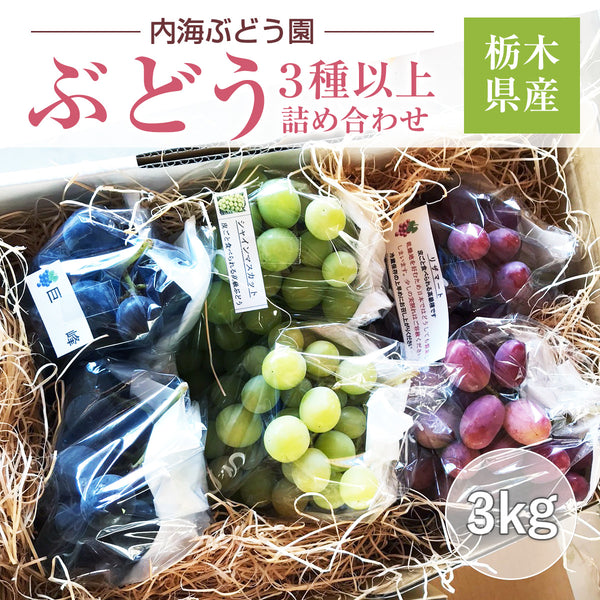 ぶどう 【内海ぶどう園】 葡萄 詰合せ 品種お任せ 3kg 6～10房 贈答用 栃木県栃木市