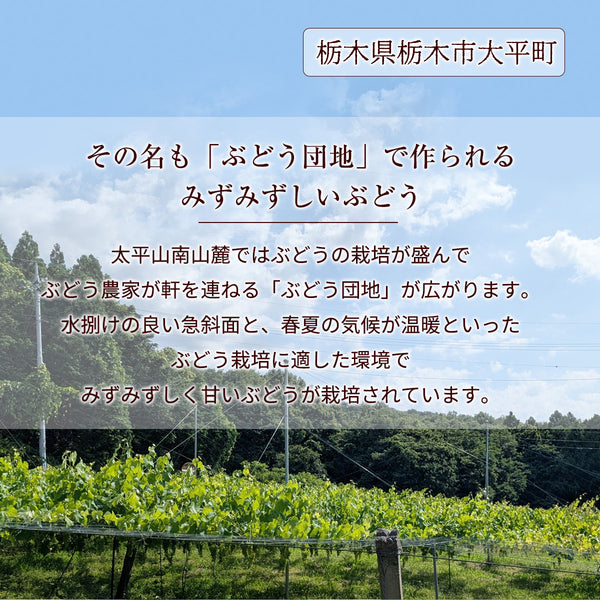 ぶどう 【内海ぶどう園】 葡萄 詰合せ 品種お任せ 3kg 6～10房 贈答用 栃木県栃木市