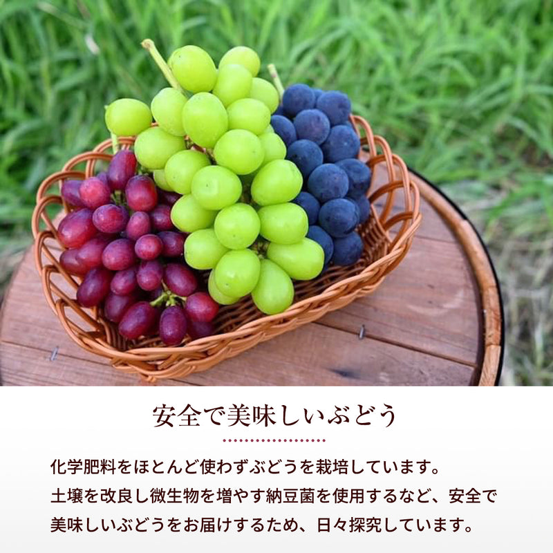 ぶどう 【内海ぶどう園】 葡萄 詰合せ 品種お任せ 3kg 6～10房 贈答用 栃木県栃木市
