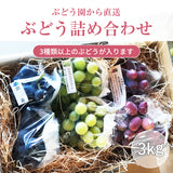ぶどう 【内海ぶどう園】 葡萄 詰合せ 品種お任せ 3kg 6～10房 贈答用 栃木県栃木市
