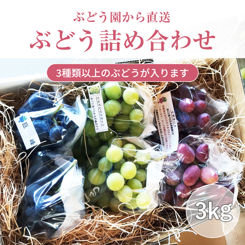 ぶどう 【内海ぶどう園】 葡萄 詰合せ 品種お任せ 3kg 6～10房 贈答用 栃木県栃木市