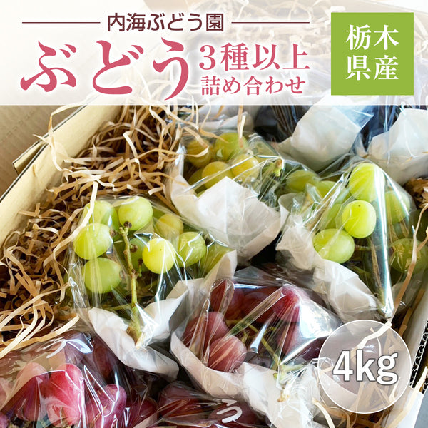ぶどう 【内海ぶどう園】 葡萄 詰合せ 品種お任せ 4kg 8～12房 贈答用 栃木県栃木市