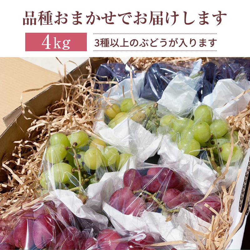 ぶどう 【内海ぶどう園】 葡萄 詰合せ 品種お任せ 4kg 8～12房 贈答用 栃木県栃木市