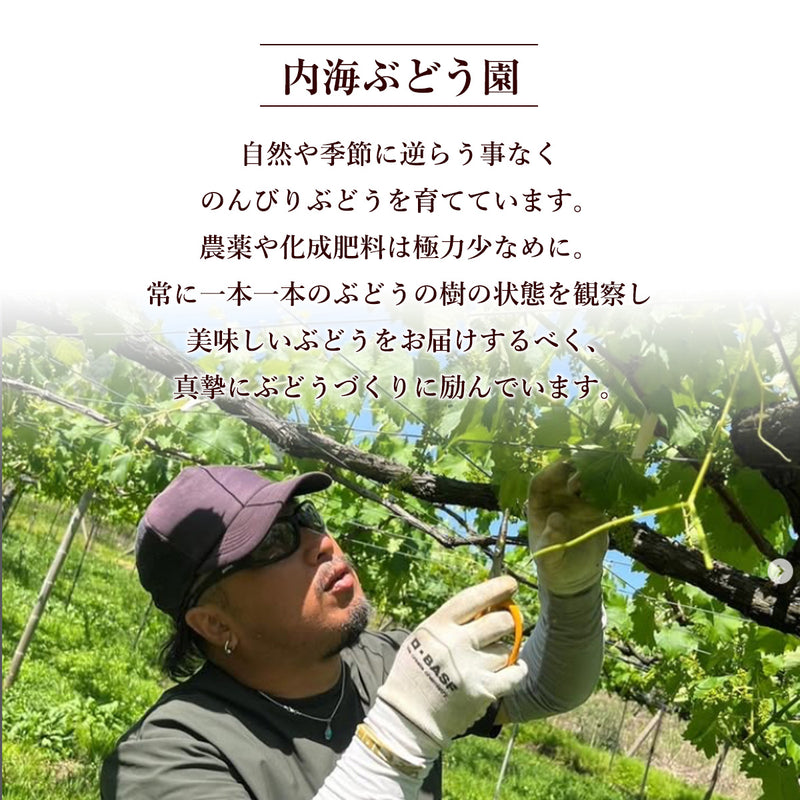 ぶどう 【内海ぶどう園】 葡萄 詰合せ 品種お任せ 4kg 8～12房 贈答用 栃木県栃木市