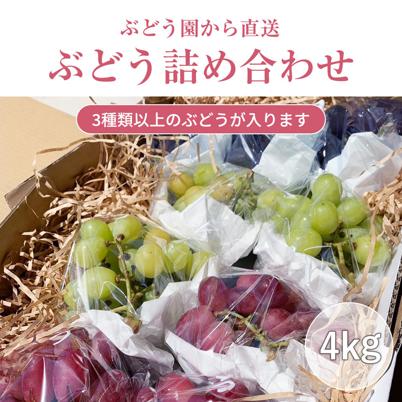 ぶどう 【内海ぶどう園】 葡萄 詰合せ 品種お任せ 4kg 8～12房 贈答用 栃木県栃木市
