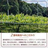 ぶどう マスタード 【内海ぶどう園】 葡萄のマスタード 190g 栃木県栃木市