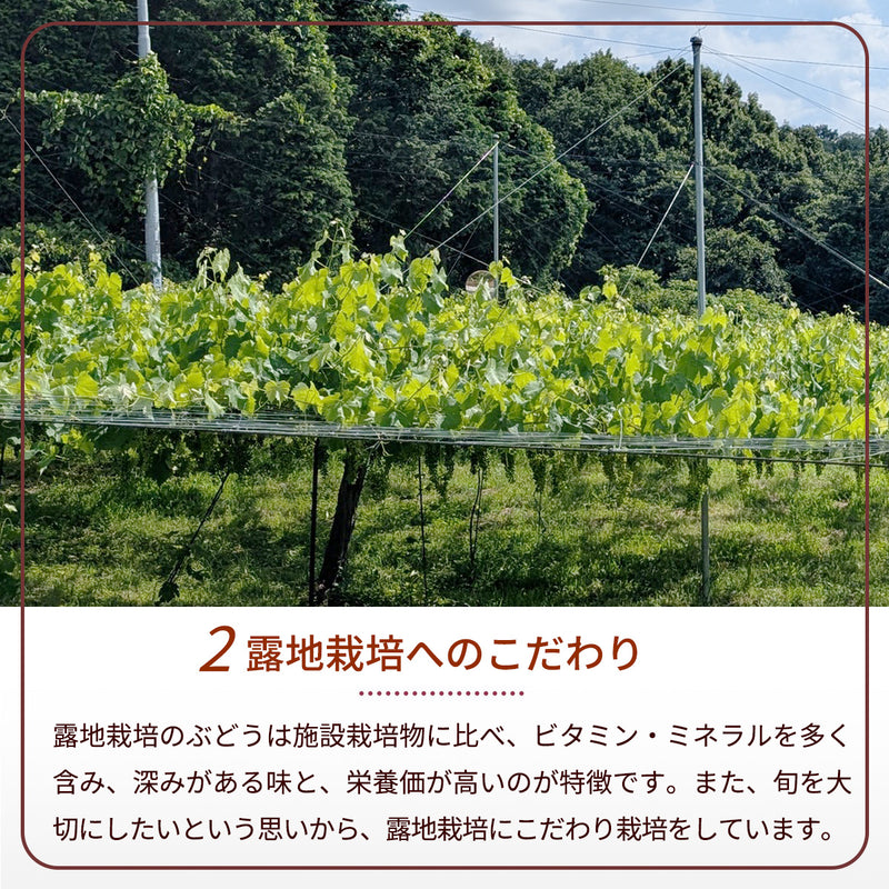 ぶどう マスタード 【内海ぶどう園】 葡萄のマスタード 190g 栃木県栃木市