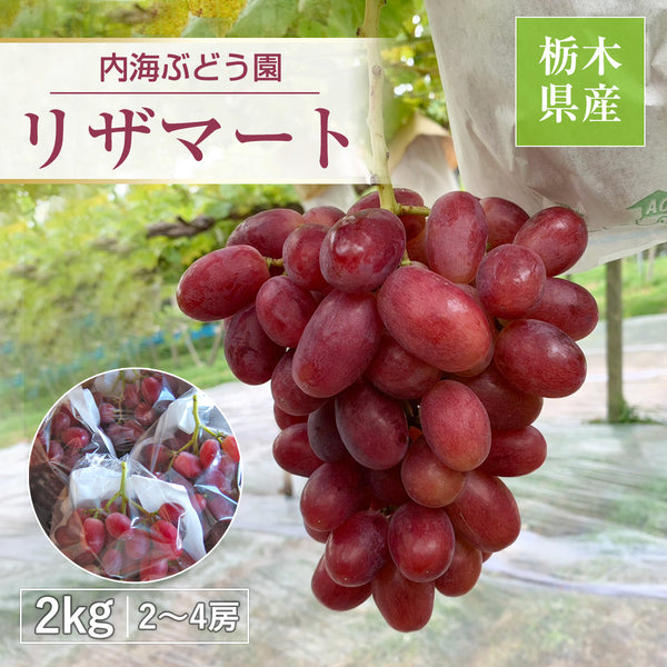 ぶどう 【内海ぶどう園】 希少 リザマート 2kg 2～4房 贈答用 栃木県栃木市