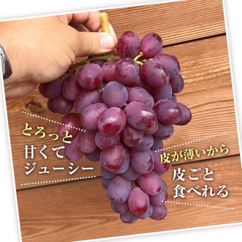 ぶどう 【内海ぶどう園】 希少 リザマート 2kg 2～4房 贈答用 栃木県栃木市
