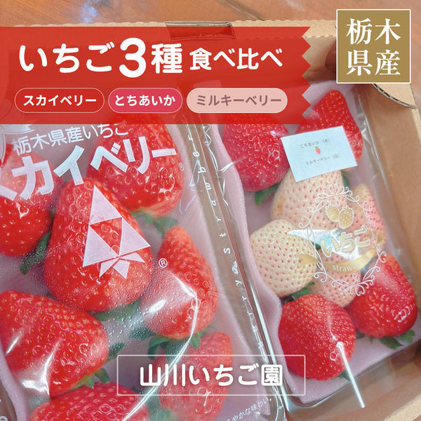 いちご 【山川いちご園】 食べ比べ スカイベリー とちあいか ミルキーベリー 540g 栃木県 苺 イチゴ 《1/上旬より出荷》