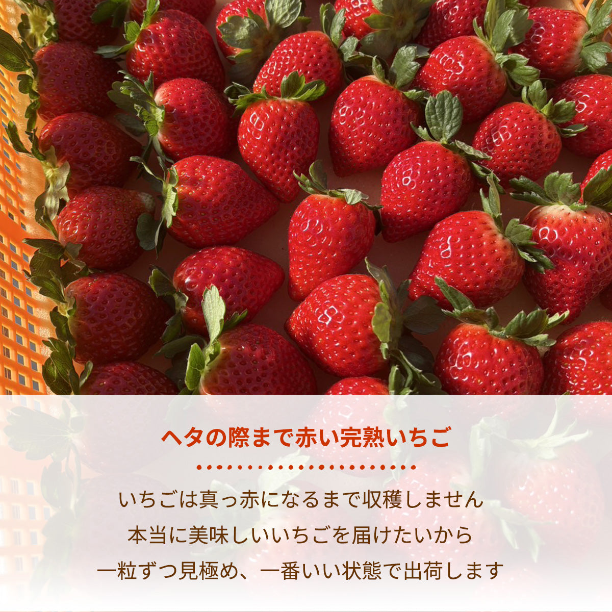 いちご 【山川いちご園】 食べ比べ スカイベリー とちあいか ミルキー