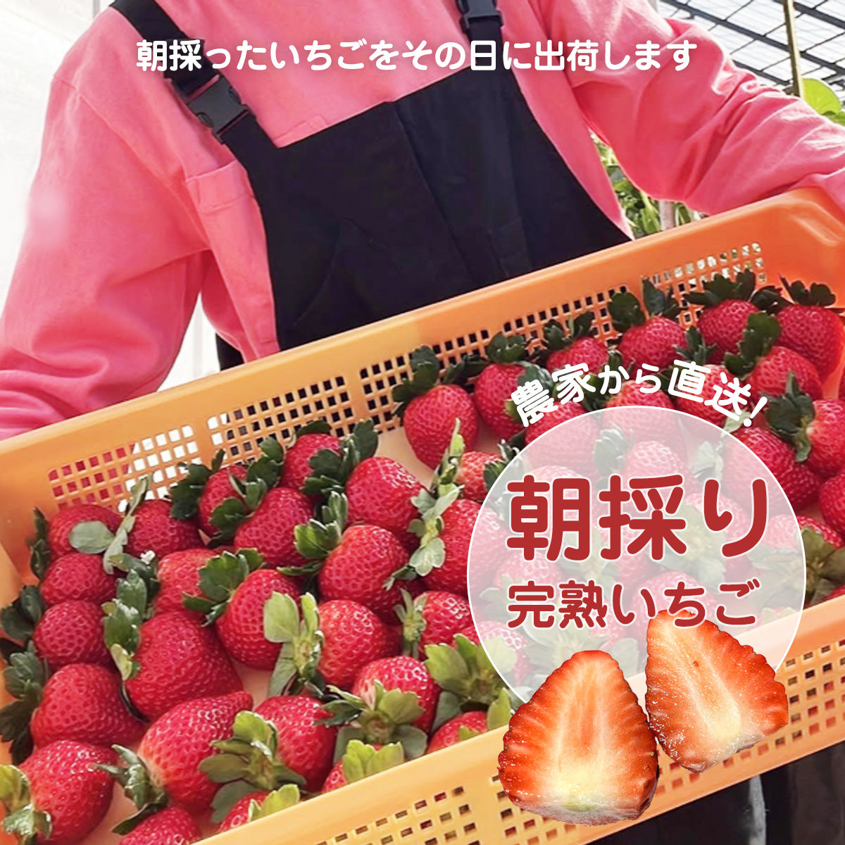 いちご 【山川いちご園】 食べ比べ スカイベリー とちあいか ミルキー