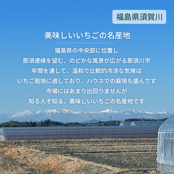 いちご 【横田農園】 オリジナルブランドいちご 甘園房 270g×4パック 福島県須賀川市《1/上旬～中旬より出荷》